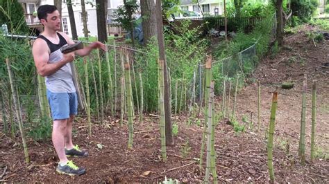 removing bamboo from property